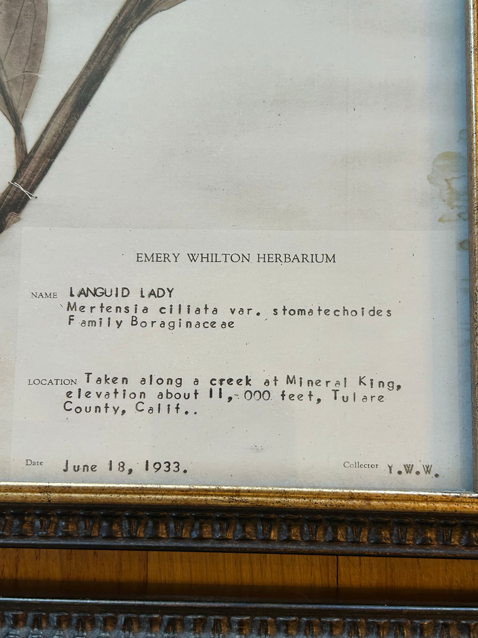 Vintage Emery Whilton Herbarium Botanical Prints - A Set of 4 - 7