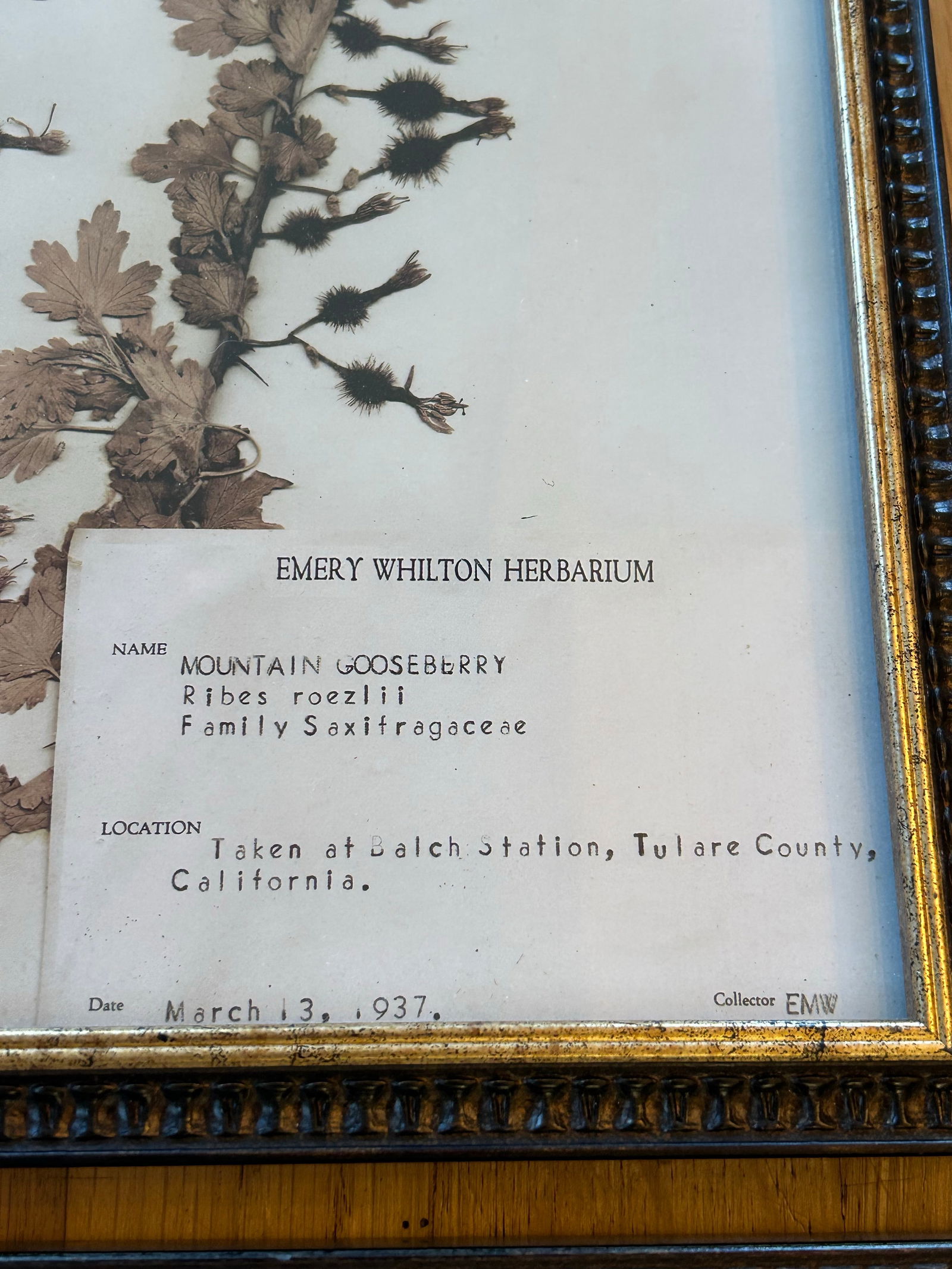 Vintage Emery Whilton Herbarium Botanical Prints - A Set of 4 - 8