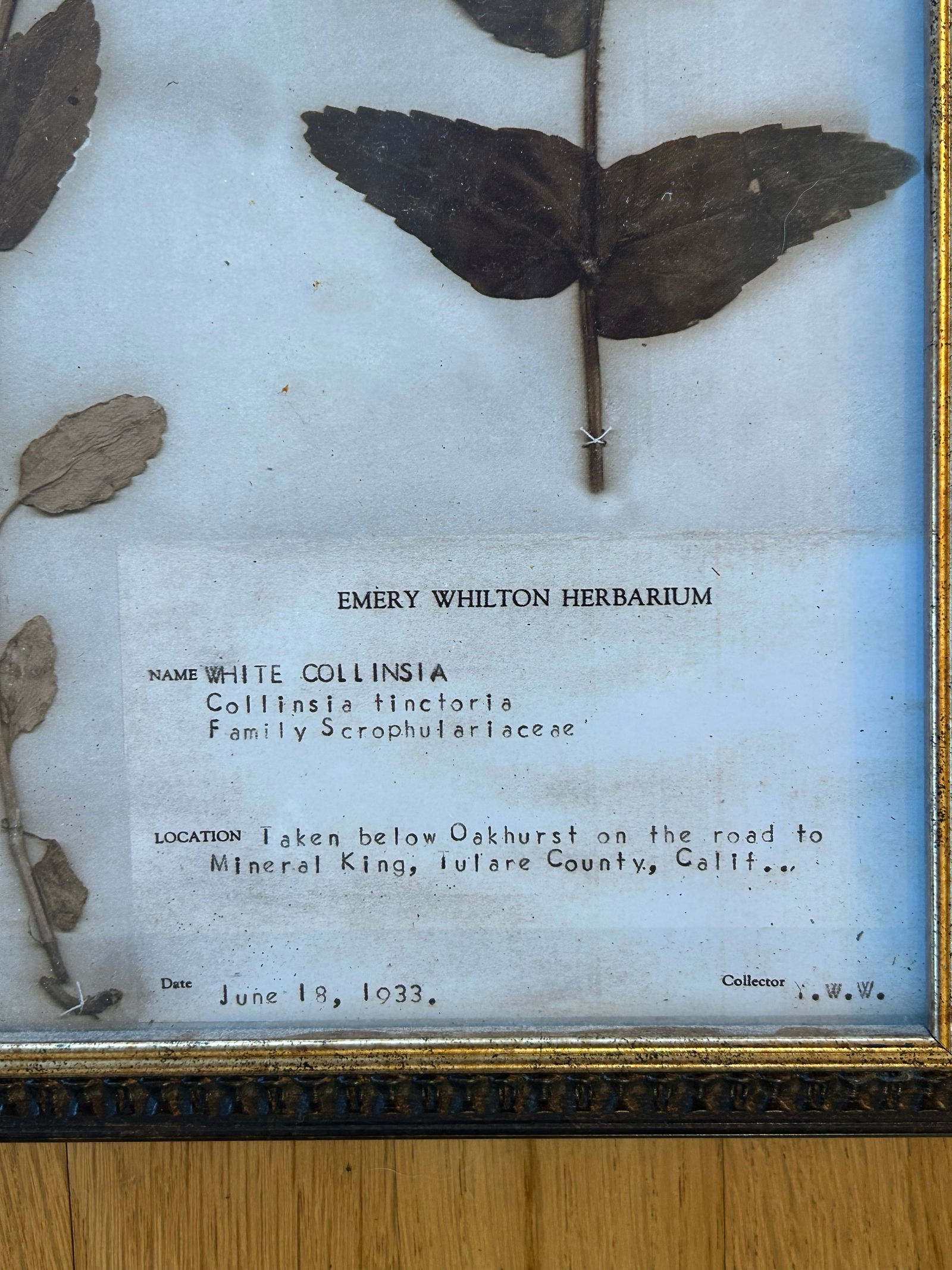 Vintage Emery Whilton Herbarium Botanical Prints - A Set of 4 - 9