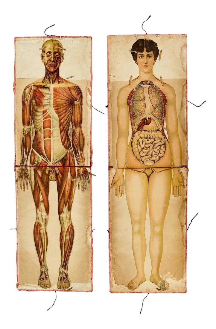 Pair of Rare Life-Sized Pilz Anatomical Flap Manikins, Germany, c. 1890: Pair of Rare Life-Sized Pilz Anatomical Flap Manikins, Germany, c. 1890 Imported by American Thermo-Ware Co., New York An extraordinary and exceedingly rare pair of life-sized anatomical manikins,