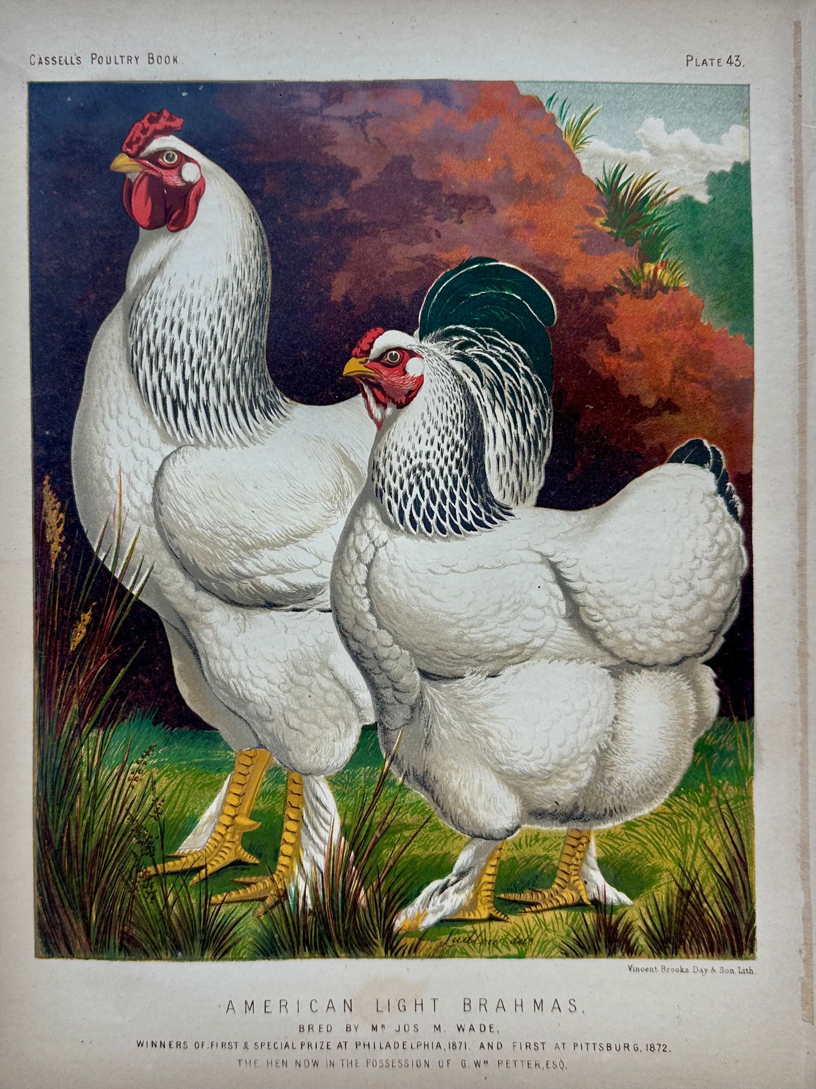 Late 19th Century Poultry Print Collection: Leghorns, Sultan, Andalusians & Brahmas - Set of 4 Chrom - 2