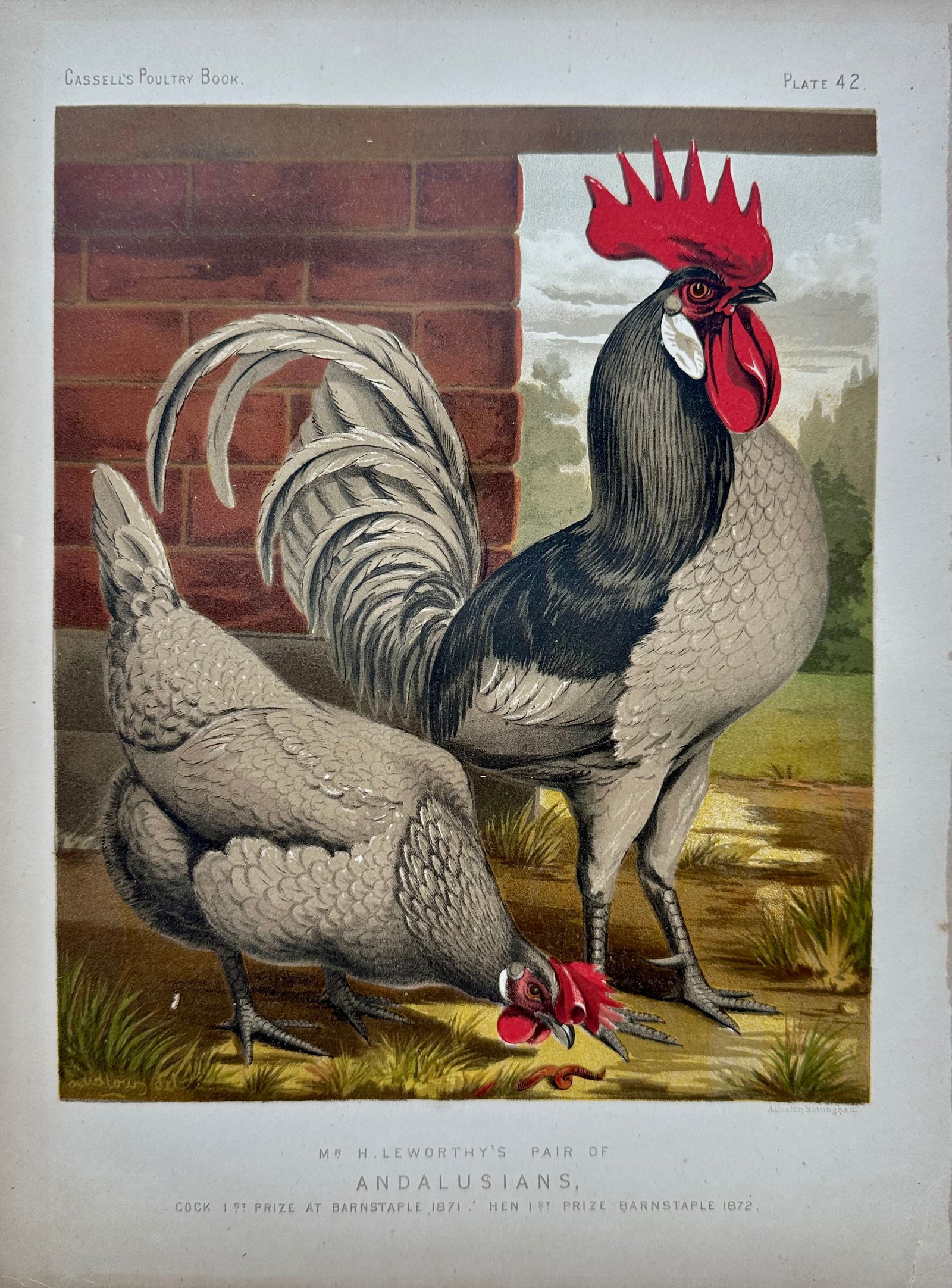 Late 19th Century Poultry Print Collection: Leghorns, Sultan, Andalusians & Brahmas - Set of 4 Chrom - 3