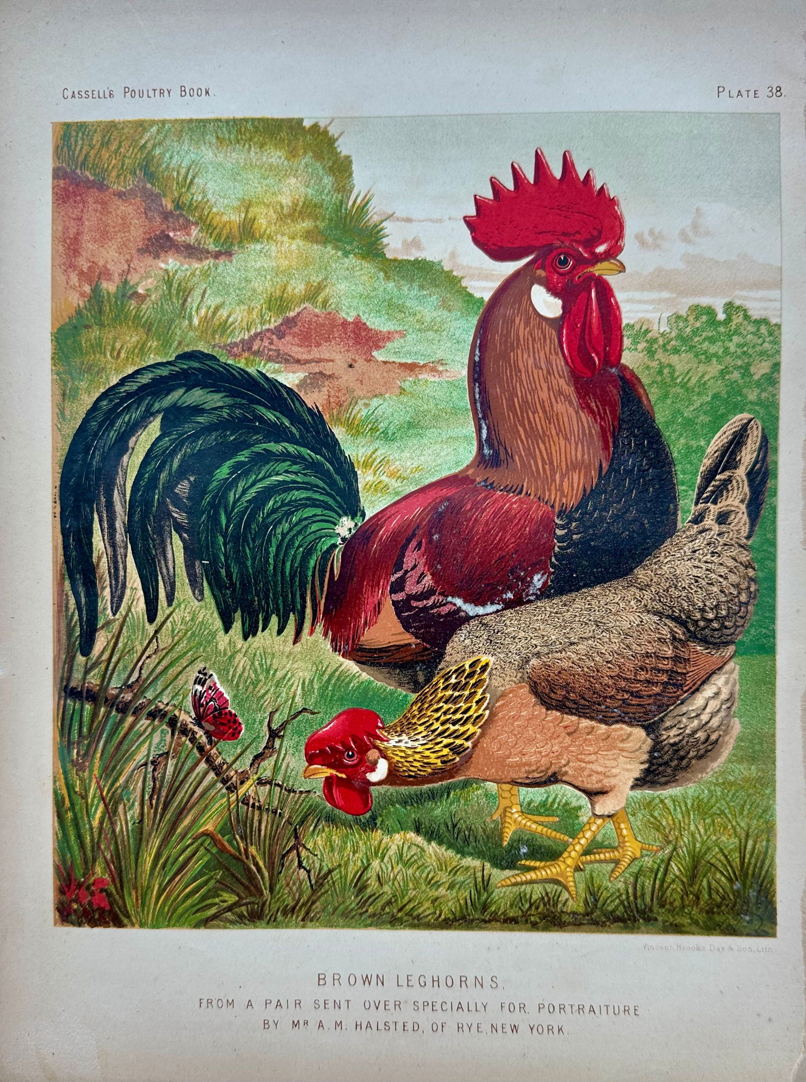 Late 19th Century Poultry Print Collection: Leghorns, Sultan, Andalusians & Brahmas - Set of 4 Chrom - 4