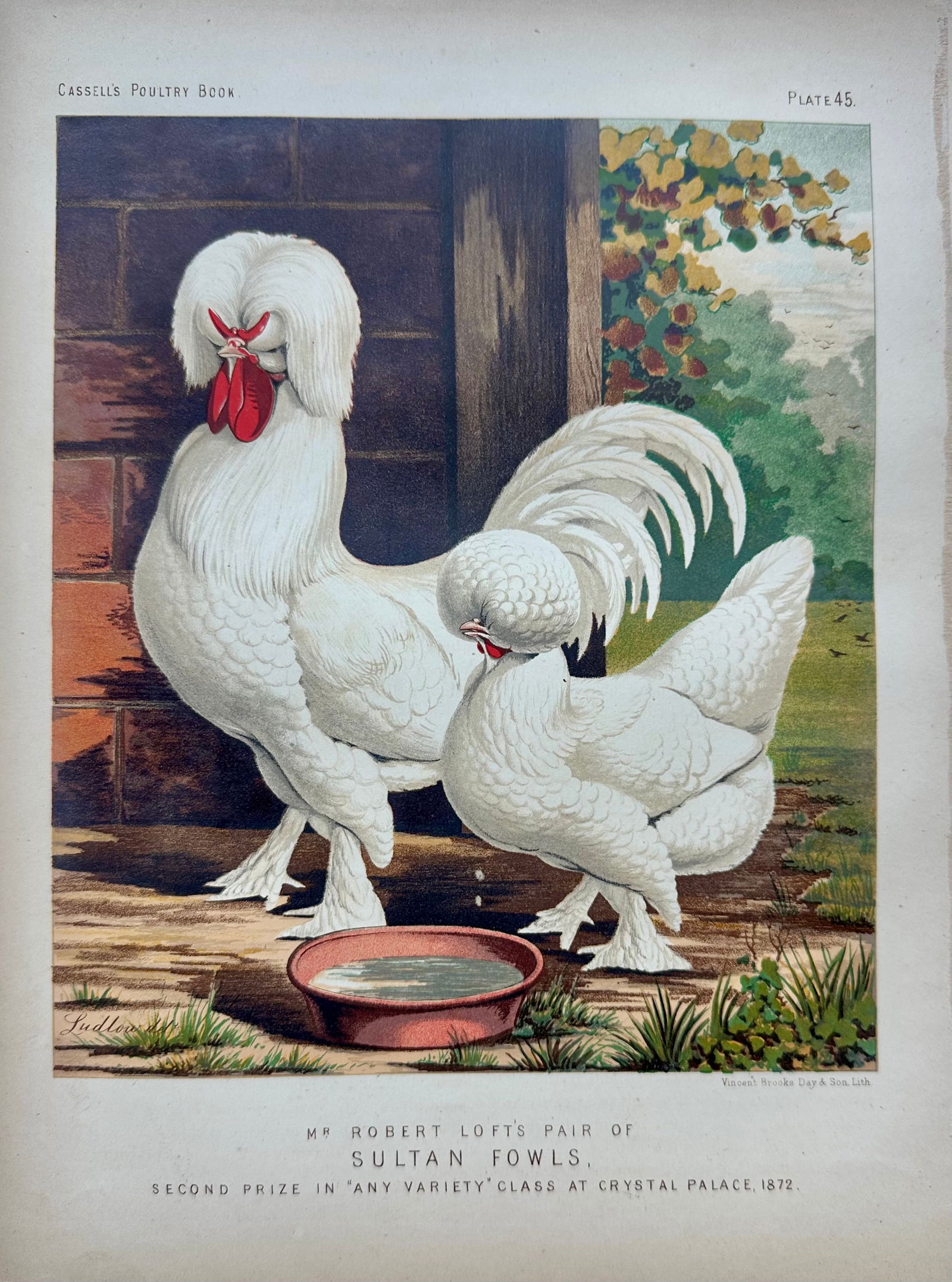 Late 19th Century Poultry Print Collection: Leghorns, Sultan, Andalusians & Brahmas - Set of 4 Chrom - 5