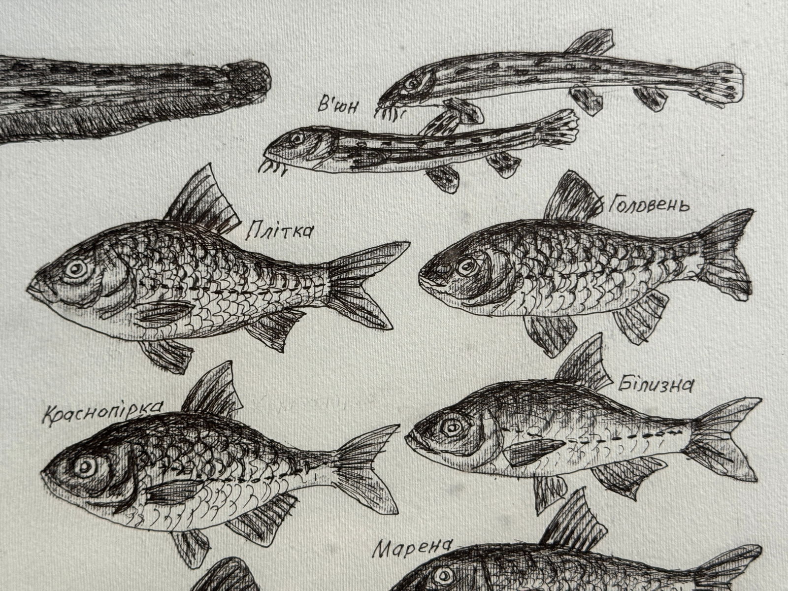 Oil painting with frame freshwater fish K. Leonid - 10