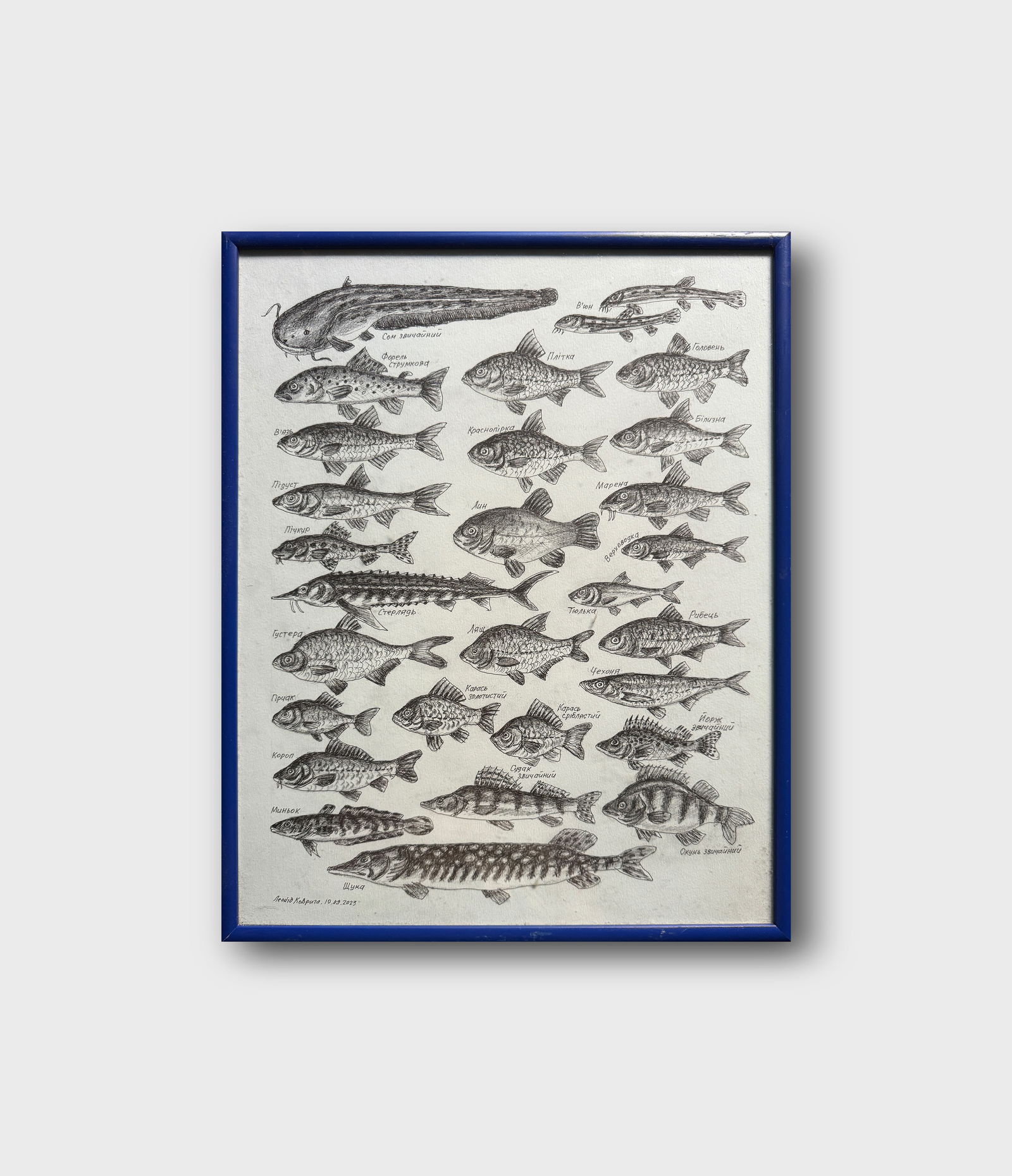 Oil painting with frame freshwater fish K. Leonid - 12