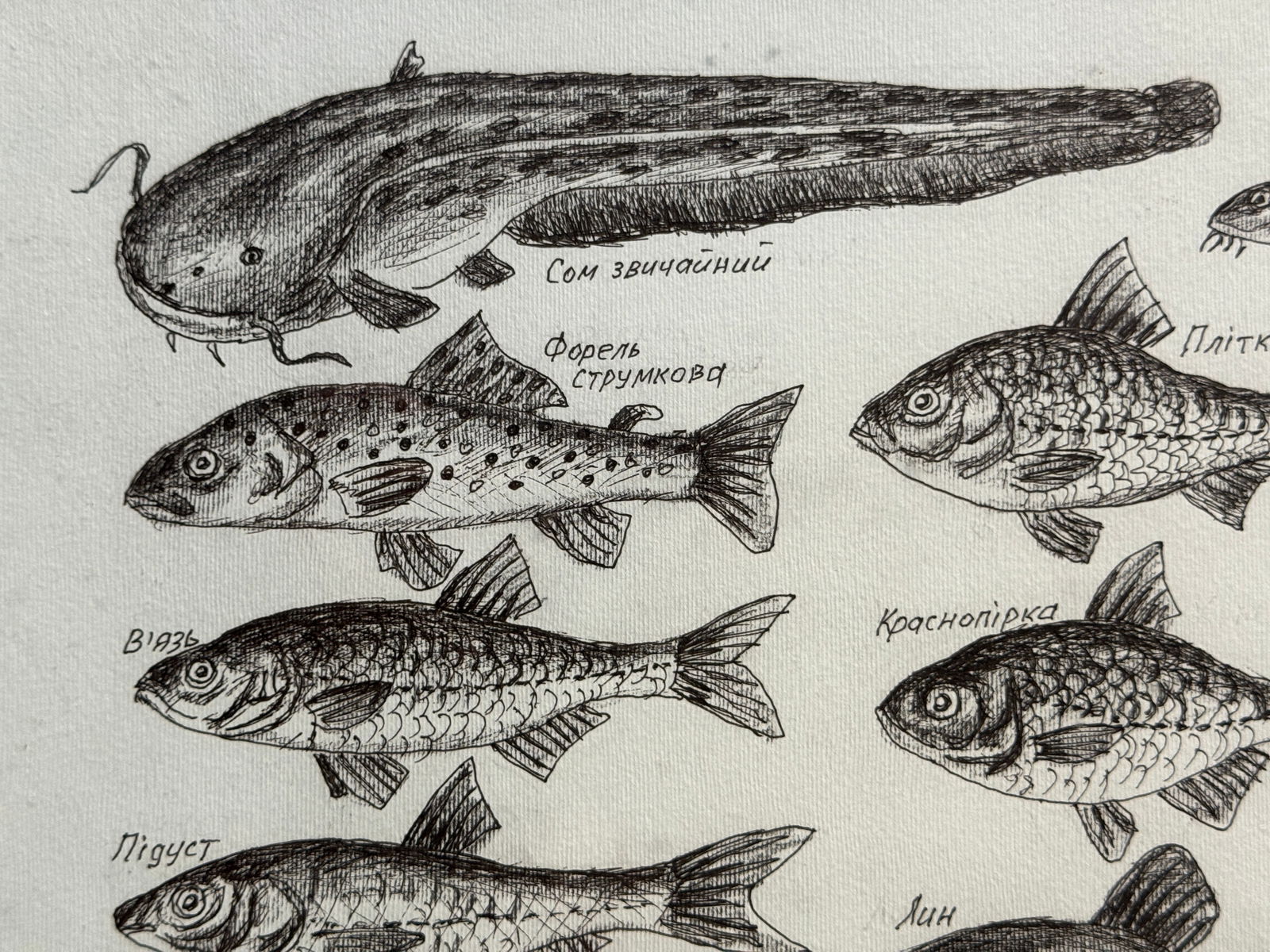 Oil painting with frame freshwater fish K. Leonid - 2