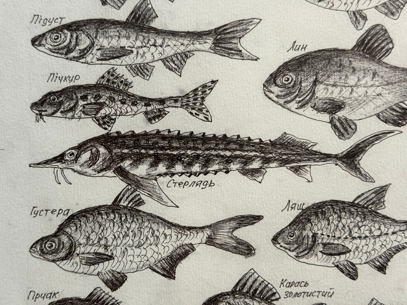 Oil painting with frame freshwater fish K. Leonid - 3