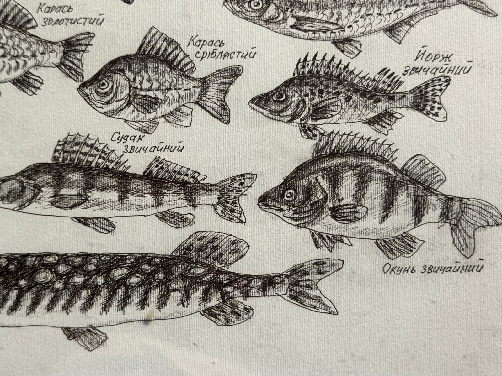 Oil painting with frame freshwater fish K. Leonid - 7