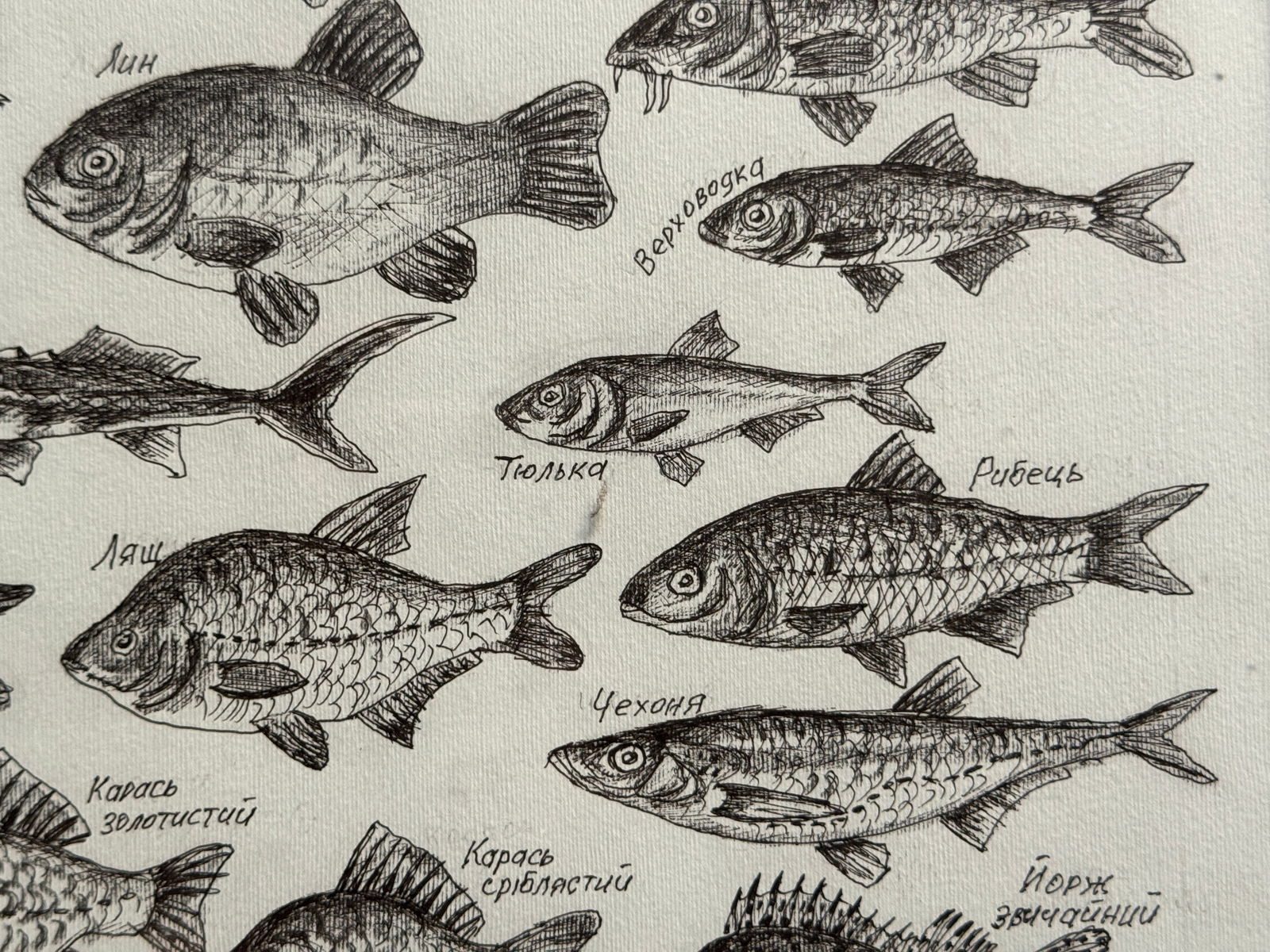 Oil painting with frame freshwater fish K. Leonid - 8