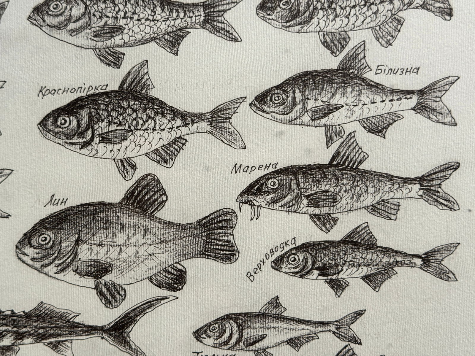 Oil painting with frame freshwater fish K. Leonid - 9