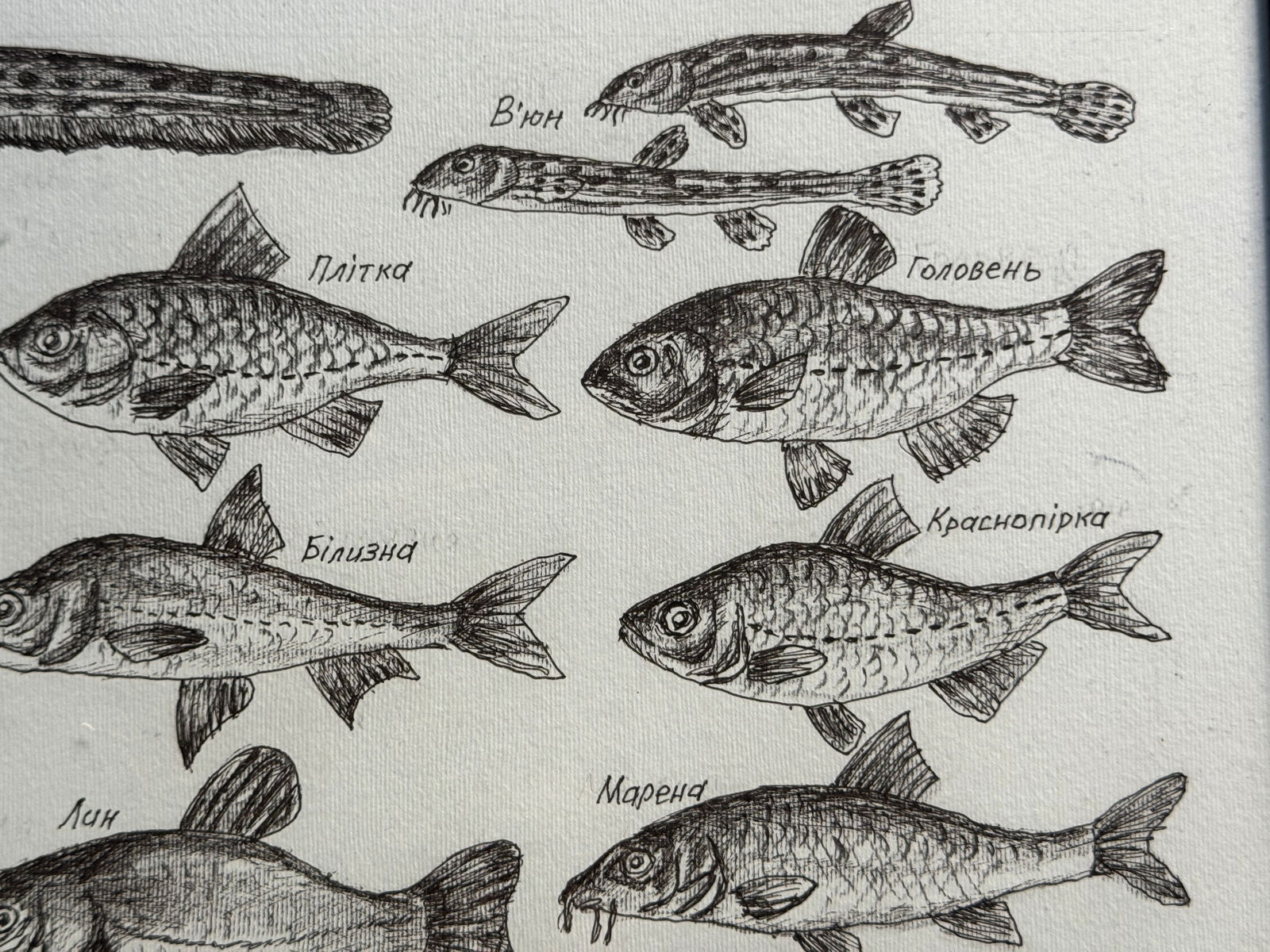 Oil painting with frame lots of freshwater fish K. Leonid - 10