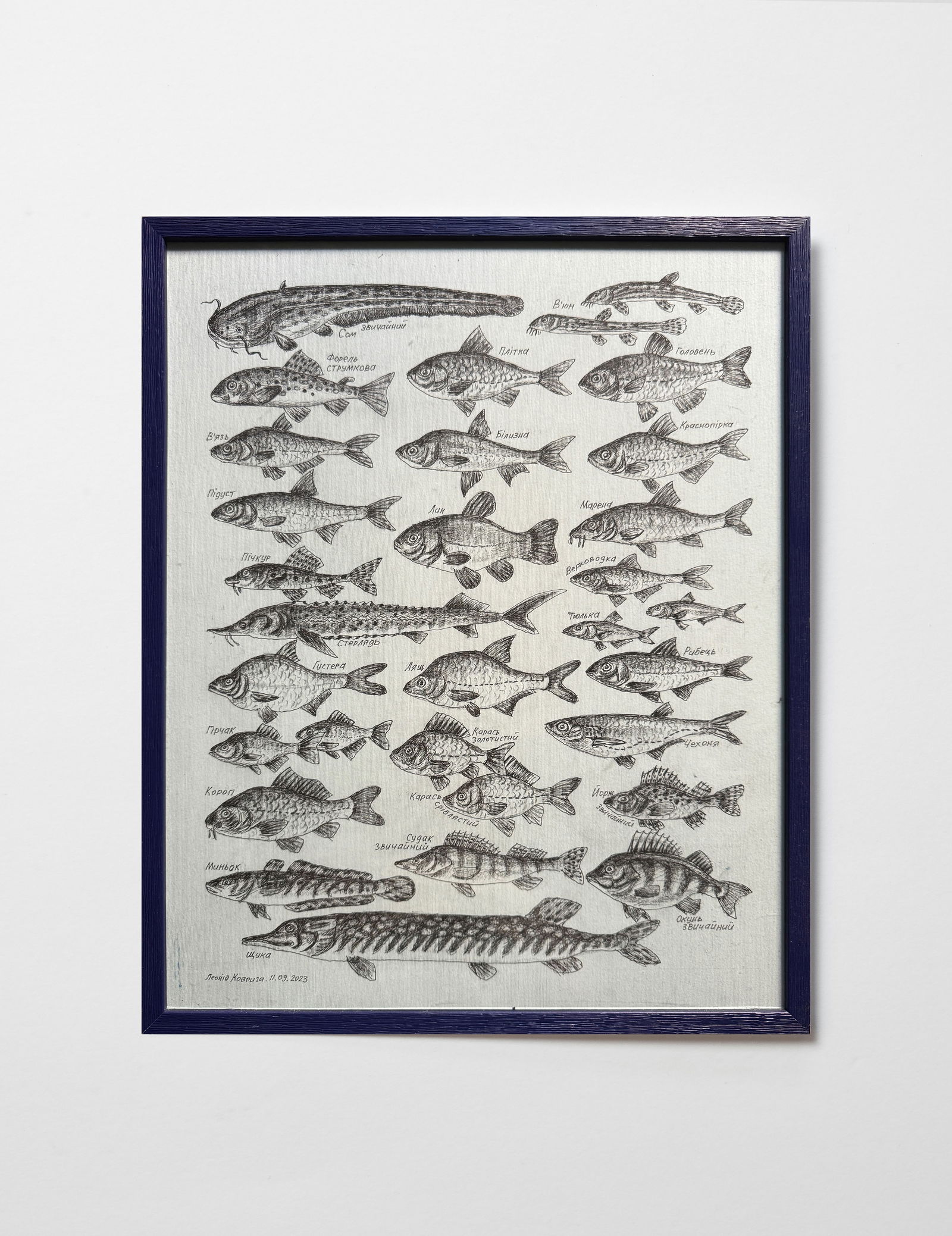 Oil painting with frame lots of freshwater fish K. Leonid - 2