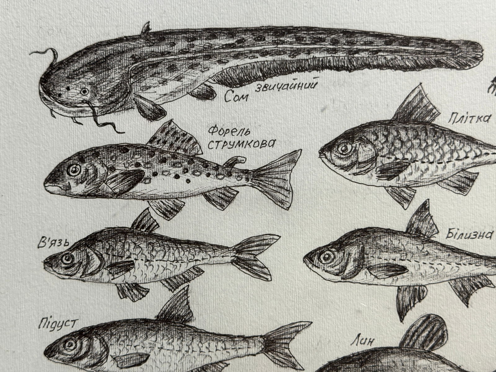 Oil painting with frame lots of freshwater fish K. Leonid - 4