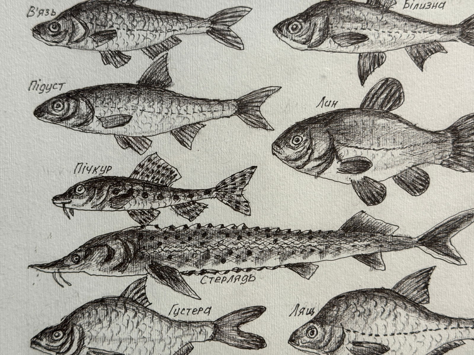 Oil painting with frame lots of freshwater fish K. Leonid - 5