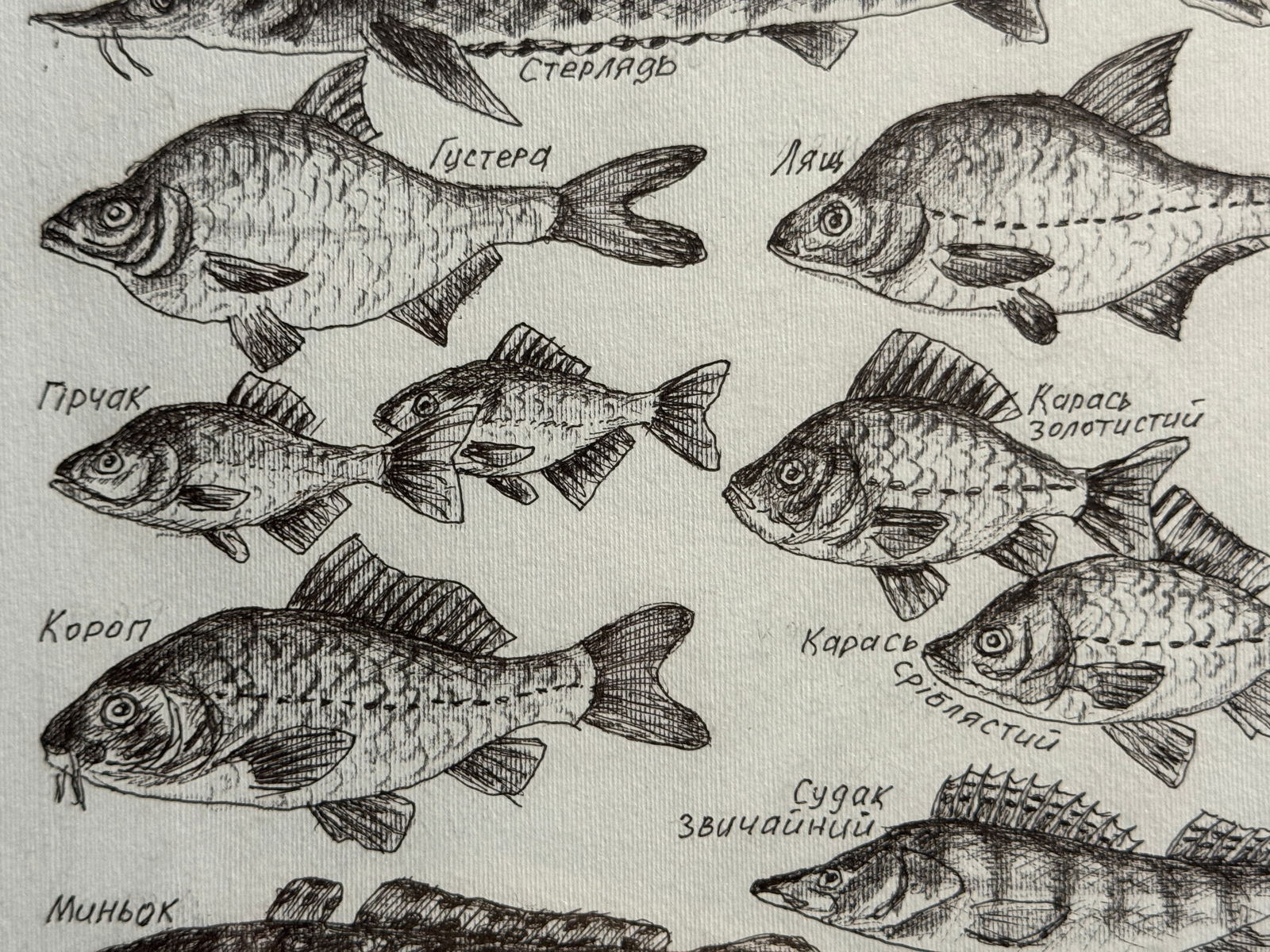 Oil painting with frame lots of freshwater fish K. Leonid - 6