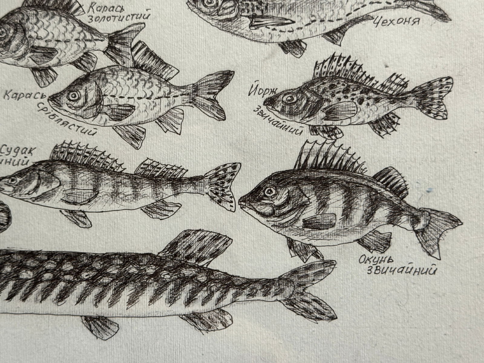 Oil painting with frame lots of freshwater fish K. Leonid - 8