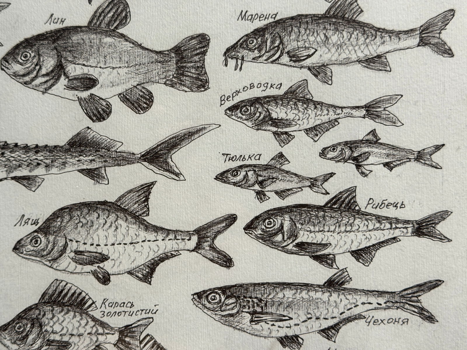 Oil painting with frame lots of freshwater fish K. Leonid - 9