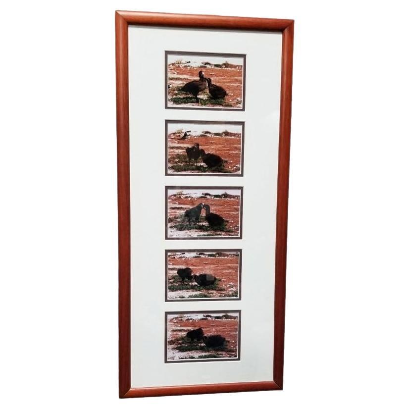 Framed Hawaiian Nature Photography Print Meaai by Photographer Michael Lemes: Title: Framed Hawaiian Nature Photography Print Meaai by Photographer Michael Lemes Description: Experience the enchanting allure of Hawaii's wildlife captured in Michael Lemes' series of original