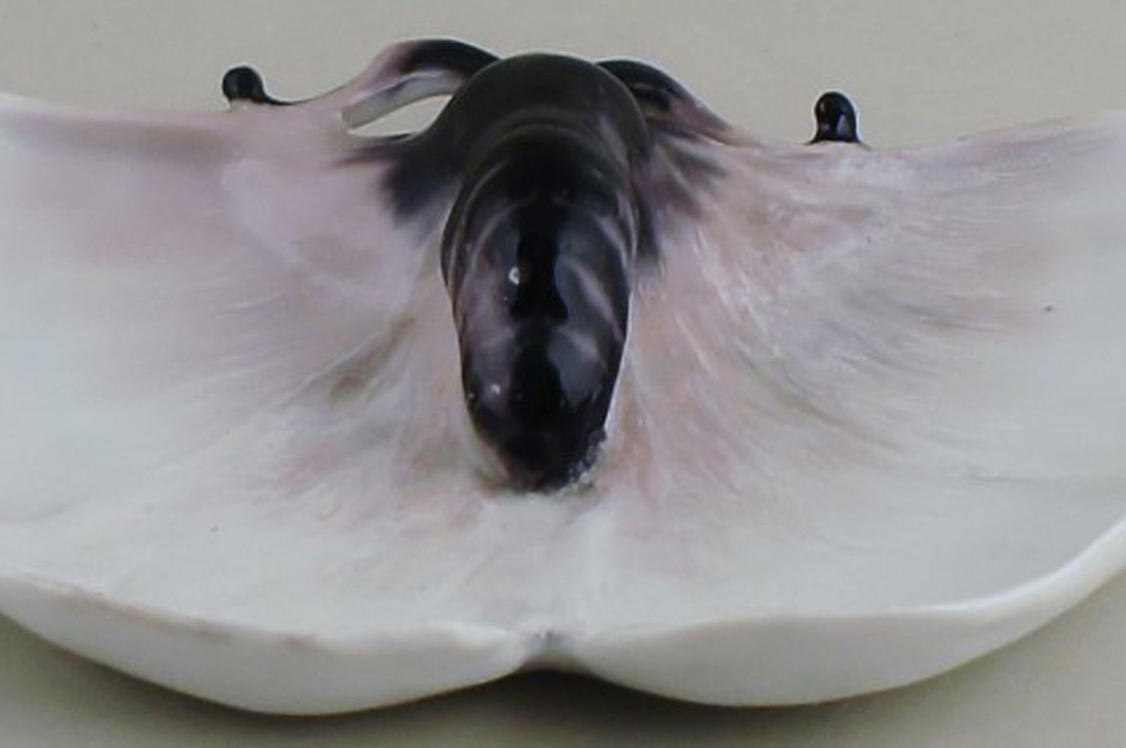 A pair of Art nouveau Rorstrand dishes with an insect. - 2