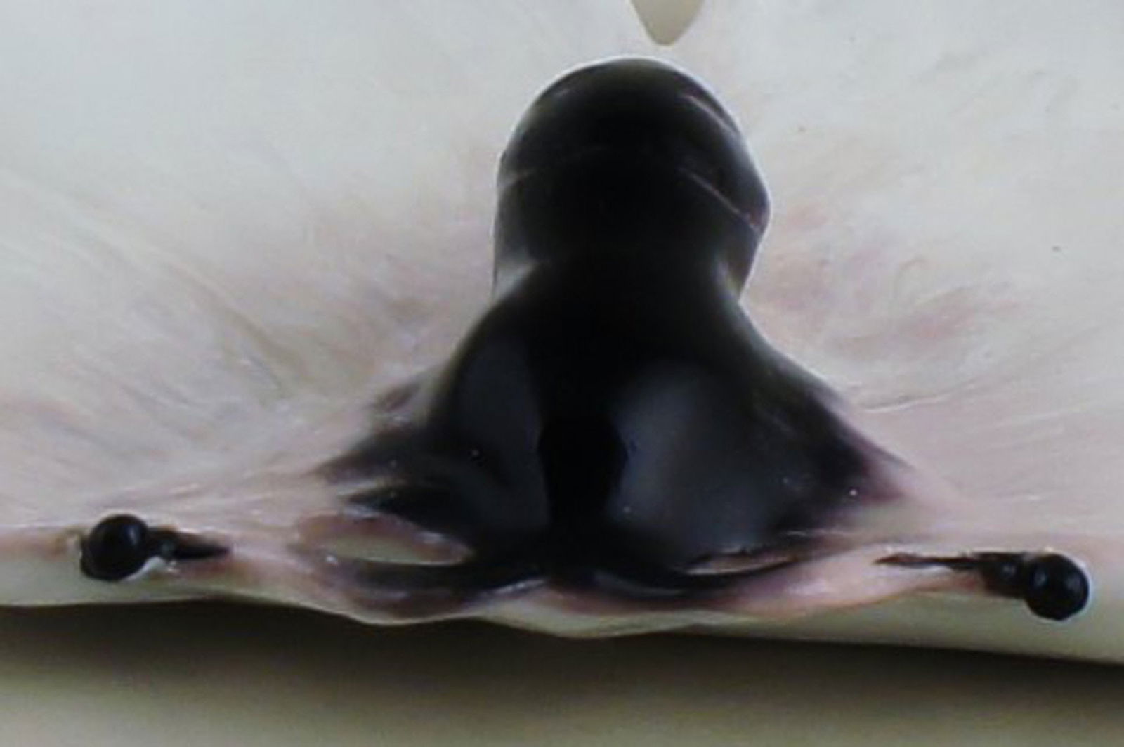 A pair of Art nouveau Rorstrand dishes with an insect. - 3