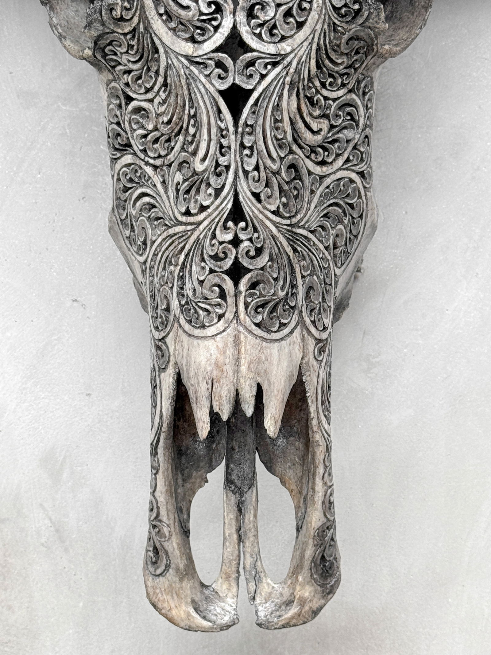 Grey water buffalo skull - Lotus motif - 5