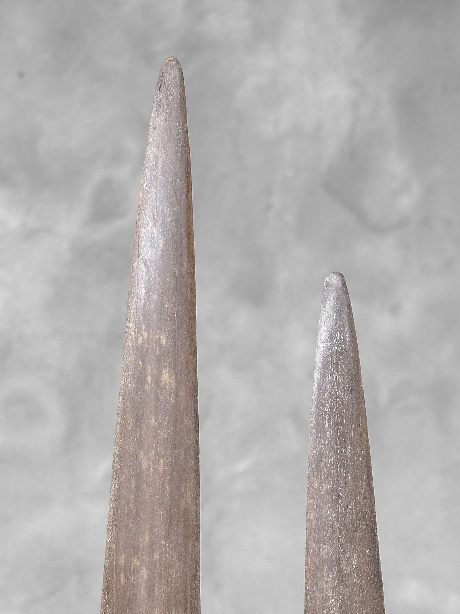 Pair of swordfish tusks with custom stands - 10