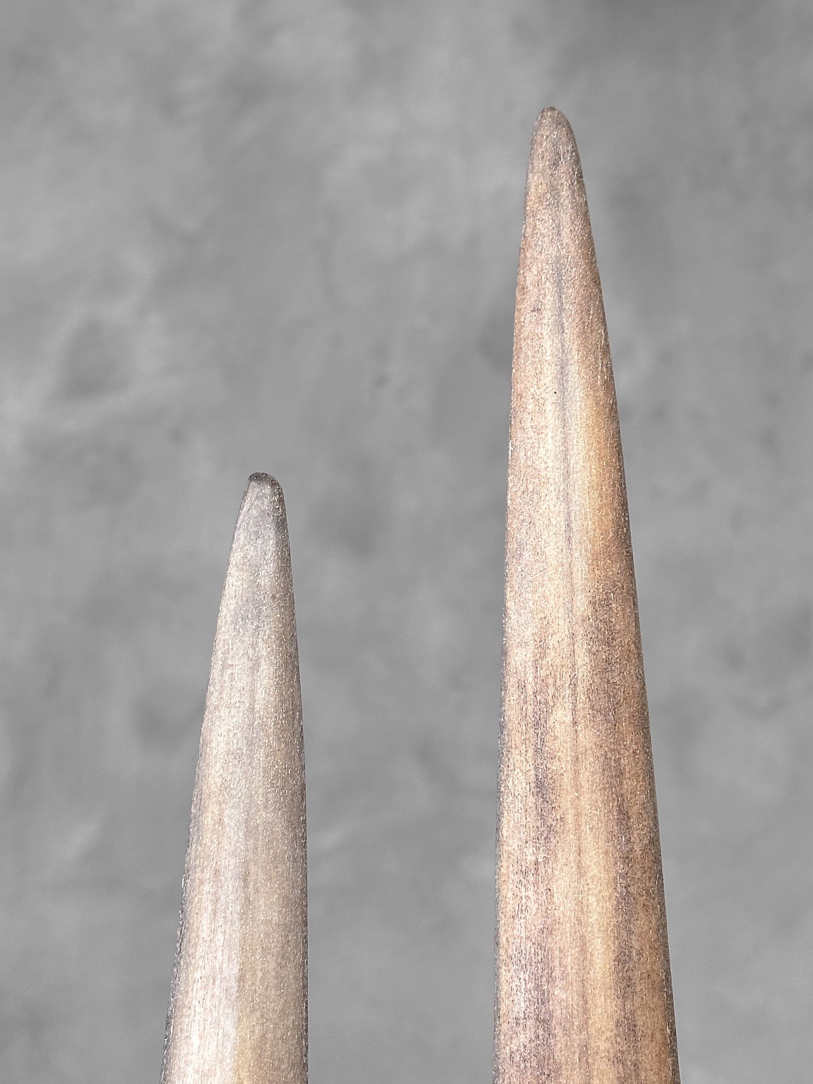 Pair of swordfish tusks with custom stands - 8