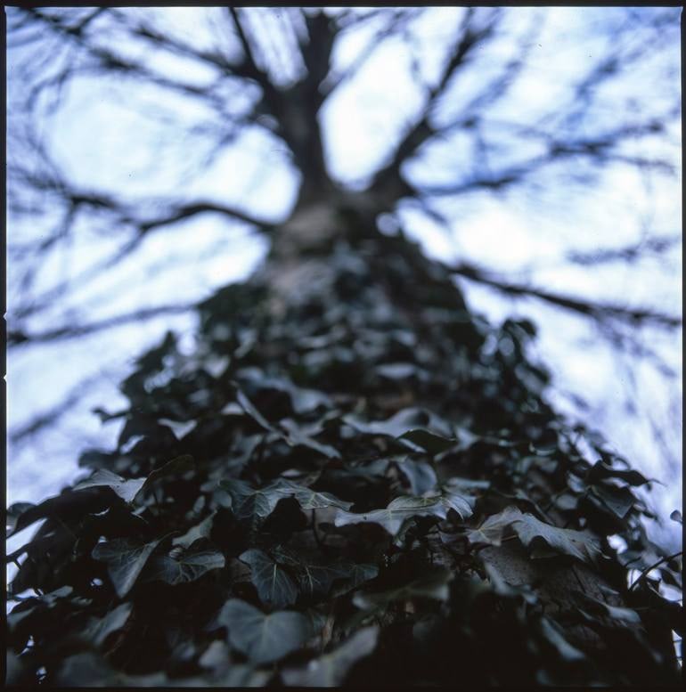 Edition Edition of 10 - Ivy I: Title: Edition Edition of 10 - Ivy I Description: Title: Edition Edition of 10 - Ivy I Photograph Artist: Paul Cooklin Origin: United Kingdom Medium: Photography, C-Type on Paper Dimensions: 16 W x 20