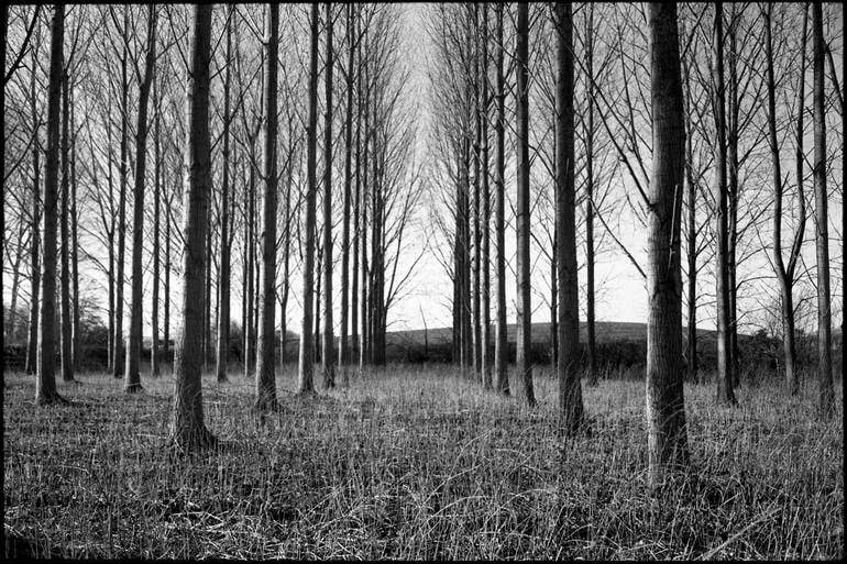 Treeline, Beccles, Suffolk -Silver Gelatin: Title: Treeline, Beccles, Suffolk -Silver Gelatin Description: Title: Treeline, Beccles, Suffolk -Silver Gelatin Photograph - Limited Edition of 10 Artist: Paul Cooklin Origin: United Kingdom Medium: