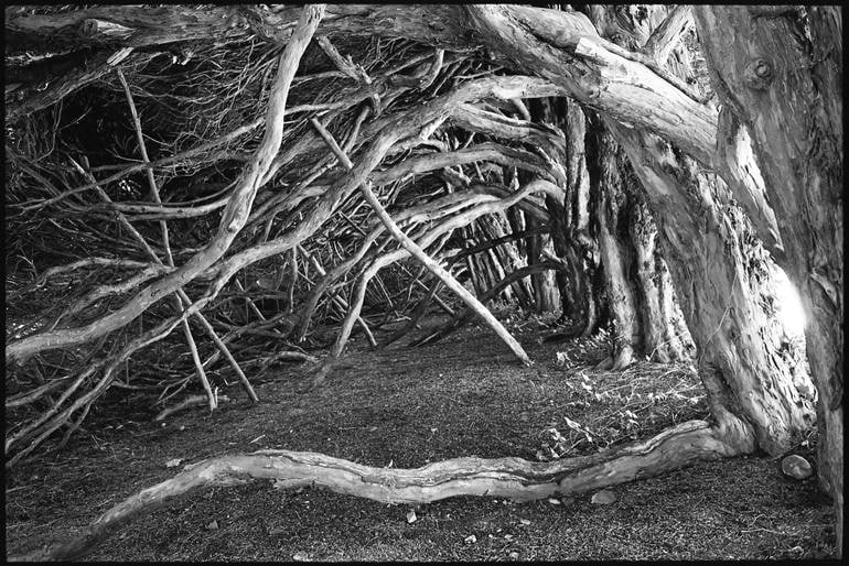 Edition 3/10 - Tree Roots and Branches, Blickling Estate, Norfolk: Title: Edition 3/10 - Tree Roots and Branches, Blickling Estate, Norfolk Description: Title: Edition 3/10 - Tree Roots and Branches, Blickling Estate, Norfolk Photograph Artist: Paul Cooklin Origin: U