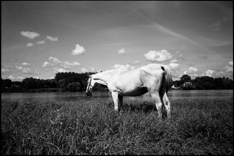 White Horse, Candes Saint Martin, France - Silver Gelatin: Title: White Horse, Candes Saint Martin, France - Silver Gelatin Description: Title: White Horse, Candes Saint Martin, France - Silver Gelatin Photograph - Limited Edition of 10Artist: Paul