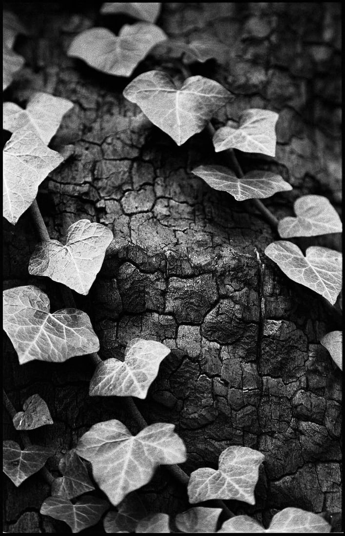 Ivy, Thornham Walks, Suffolk - Silver Gelatin (1 of 3)