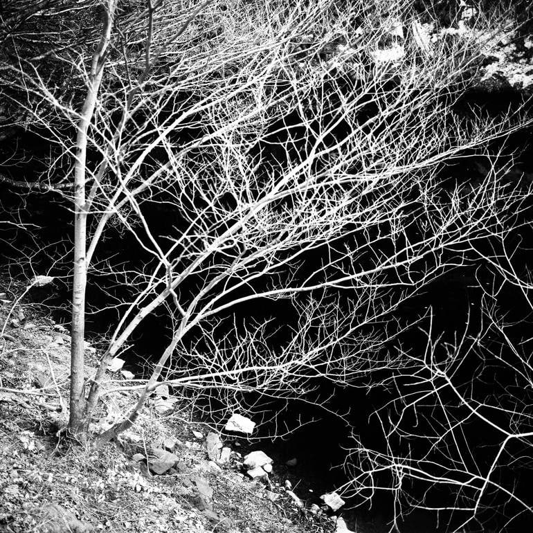 Trees, Ladybower Reservoir I, Sheffield - Silver Gelatin: Title: Trees, Ladybower Reservoir I, Sheffield - Silver Gelatin Description: Title: Trees, Ladybower Reservoir I, Sheffield - Silver Gelatin Photograph - Limited Edition of 10Artist: Paul