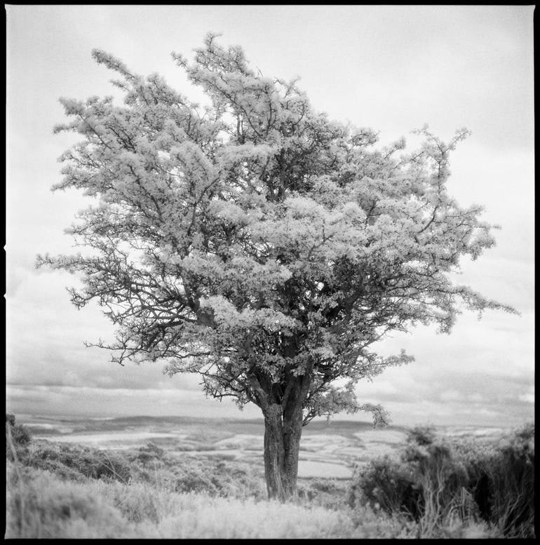 Edition 2/10 -Tree, Exmoor [Infrared Film] - Silver Gelatin: Title: Edition 2/10 -Tree, Exmoor [Infrared Film] - Silver Gelatin Description: Title: Edition 2/10 -Tree, Exmoor [Infrared Film] - Silver Gelatin Photograph Artist: Paul CooklinOrigin: United