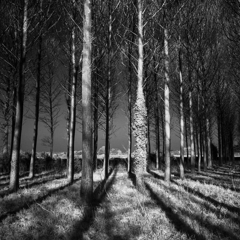 Shadows, Wickham Skeith, Suffolk [Infrared Film] - Silver Gelatin: Title: Shadows, Wickham Skeith, Suffolk [Infrared Film] - Silver Gelatin Description: Title: Shadows, Wickham Skeith, Suffolk [Infrared Film] - Silver Gelatin Photograph - Limited Edition of