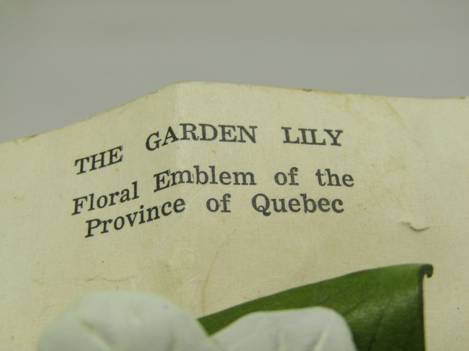 Vintage Leather Garden Lily Brooch, Hinterland-Canada, On Card - 4