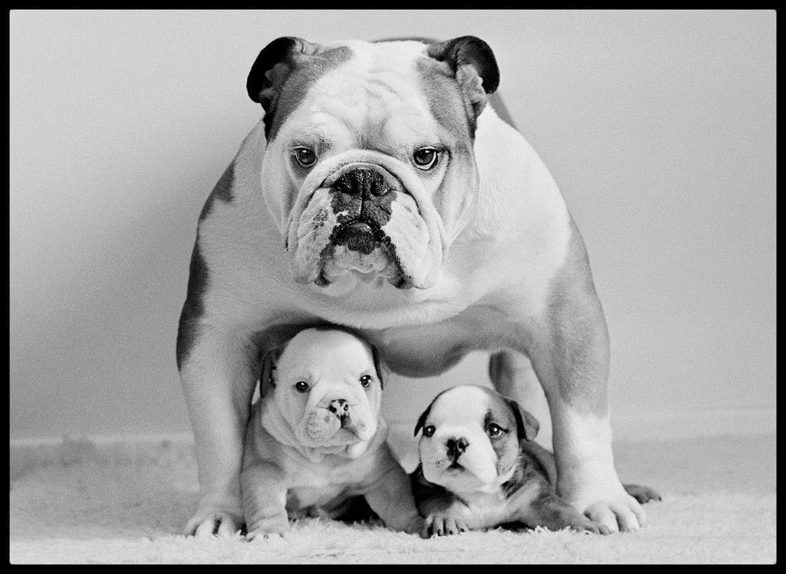 Protective Pooch By Arthur Steel: 1980 (Printed later): Title: Protective Pooch By Arthur Steel: 1980 (Printed later) Description: Protective Pooch By Arthur Steel Paper size: 54 x 41" / 137 x 104 cm Silver Gelatin Print 1980 (printed later) unframed hand