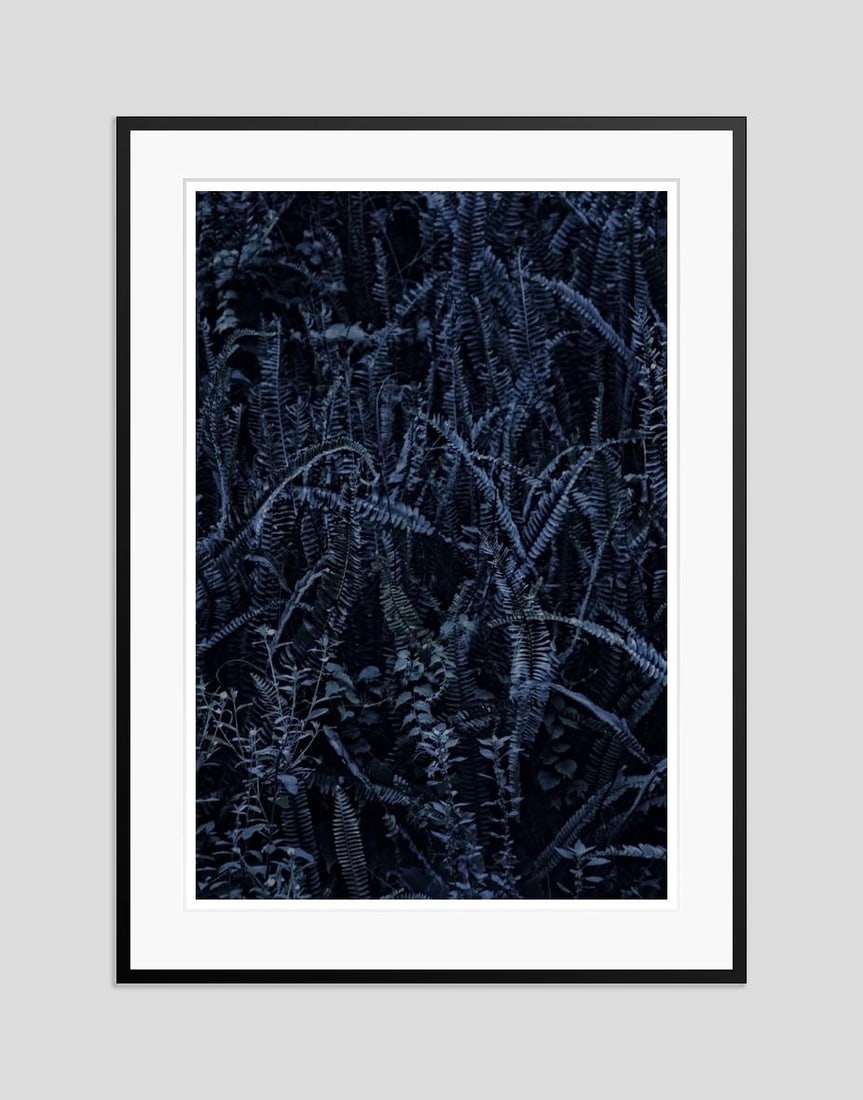 Dark Fern by Stuart Möller: 2023 - 5