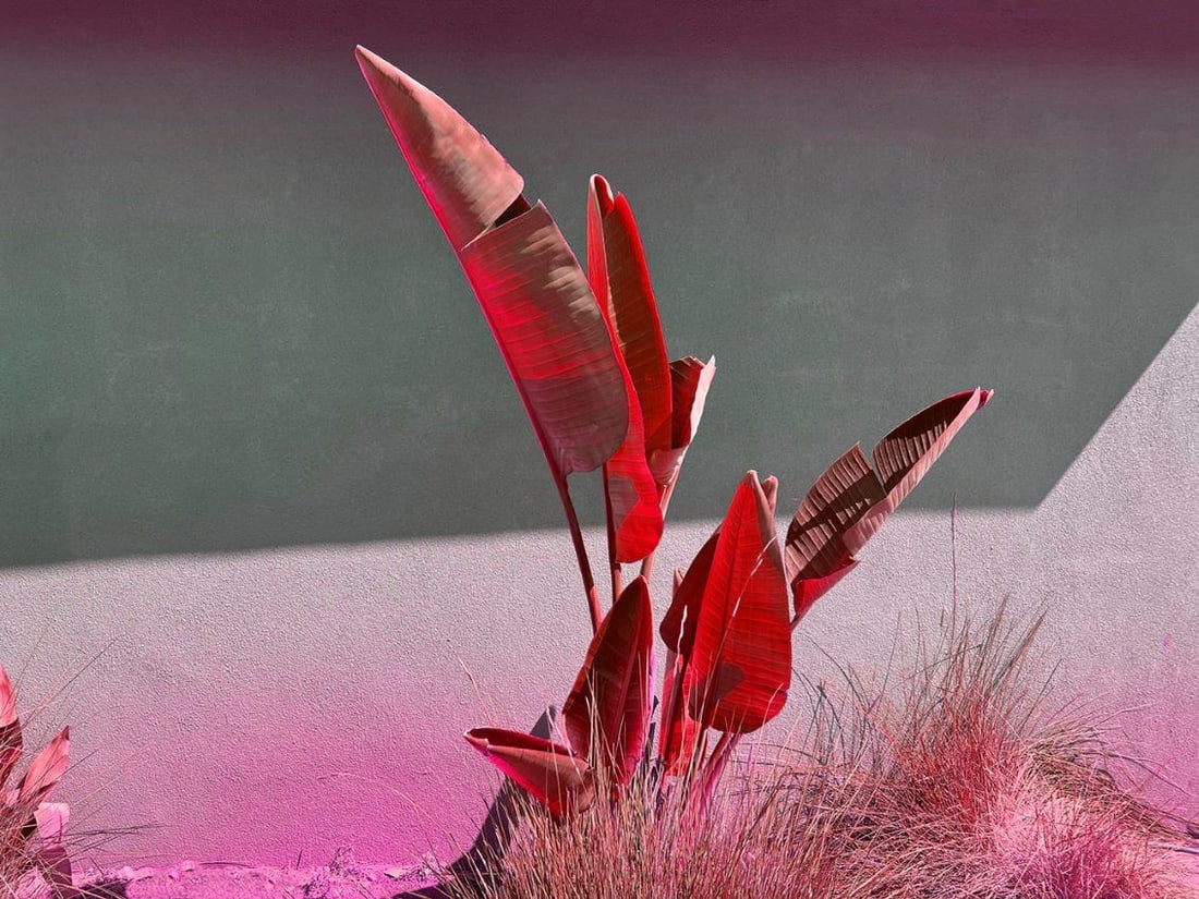 Banana Reds 2022 by Stuart Möller: 2022: Title: Banana Reds 2022 by Stuart Möller: 2022 Description: Banana Reds 2022 Banana Reds by Stuart Möller Born in Kabul, part German and Anglo-Indian and having grown up all over the world,