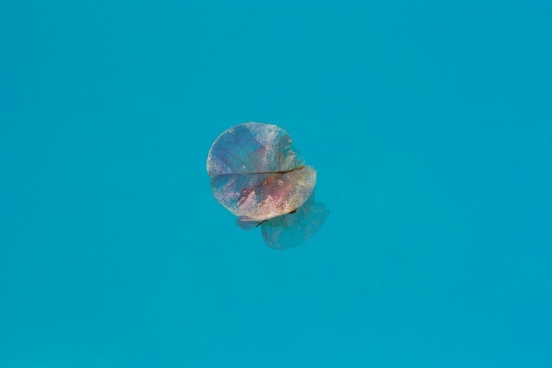 Istan Petal by Stuart Möller: 2023: Title: Istan Petal by Stuart Möller: 2023 Description: Istan Petal A Bougenvillia petal floats on the surface of a swimming pool. by Stuart Möller Born in Kabul, part German and