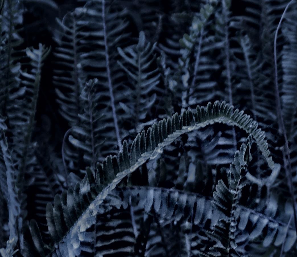 Blue Fern: 2012 - 3