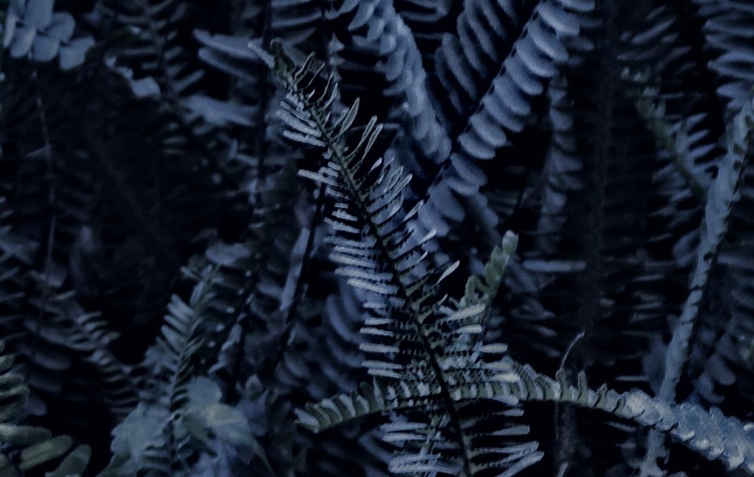 Blue Fern: 2012 - 4