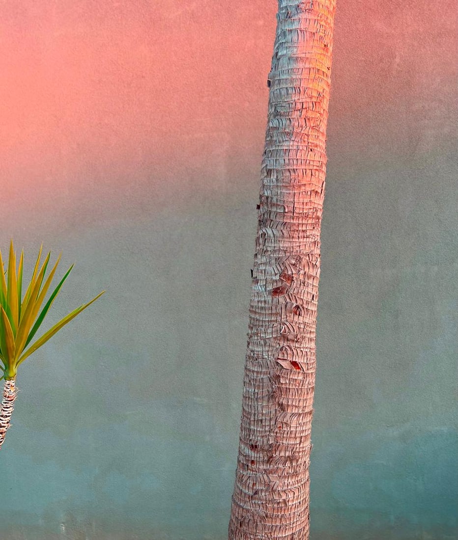 Evening Yucca and Palm signed limited Oversize Print: 2022: Title: Evening Yucca and Palm signed limited Oversize Print: 2022 Description: Pink Evening Yucca and Palm signed limited Oversize Print by Stuart Möller 2022 signed limited Oversize Print Limite