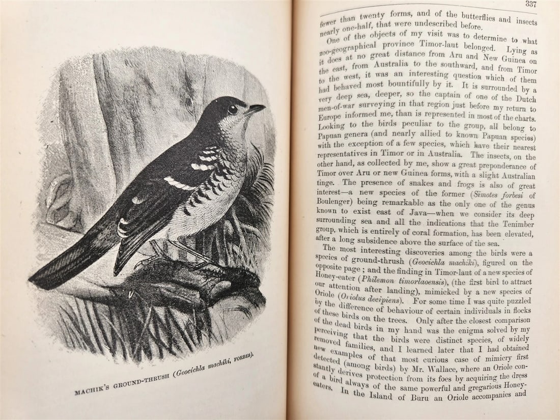 1885 Naturalist's Wanderings in the Eastern Archipelago antique Java Sumatra - 12