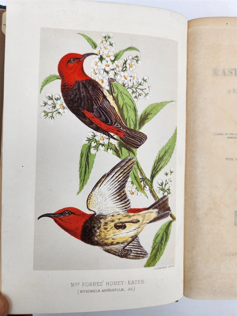 1885 Naturalist's Wanderings in the Eastern Archipelago antique Java Sumatra - 3