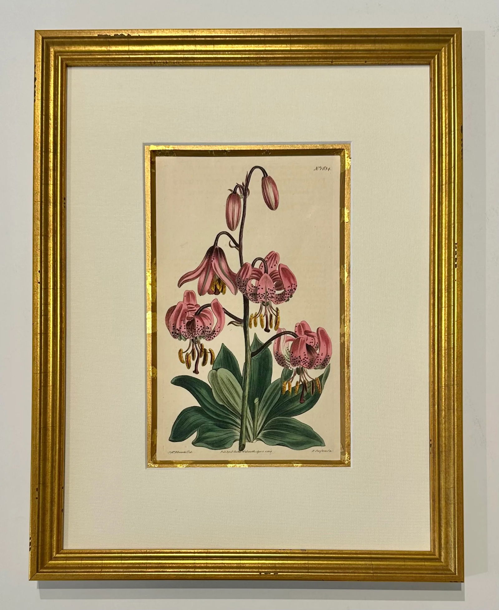 Botanical Set of 9 in Gold Leaf Gesso Mat by Curtis, 1842 (Framed) - 10