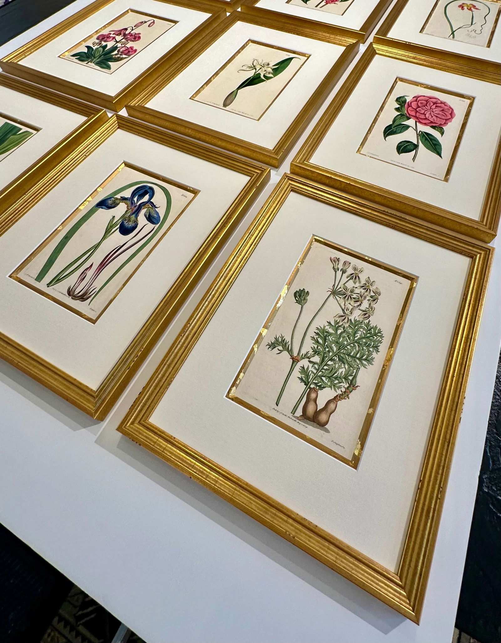Botanical Set of 9 in Gold Leaf Gesso Mat by Curtis, 1842 (Framed) - 2