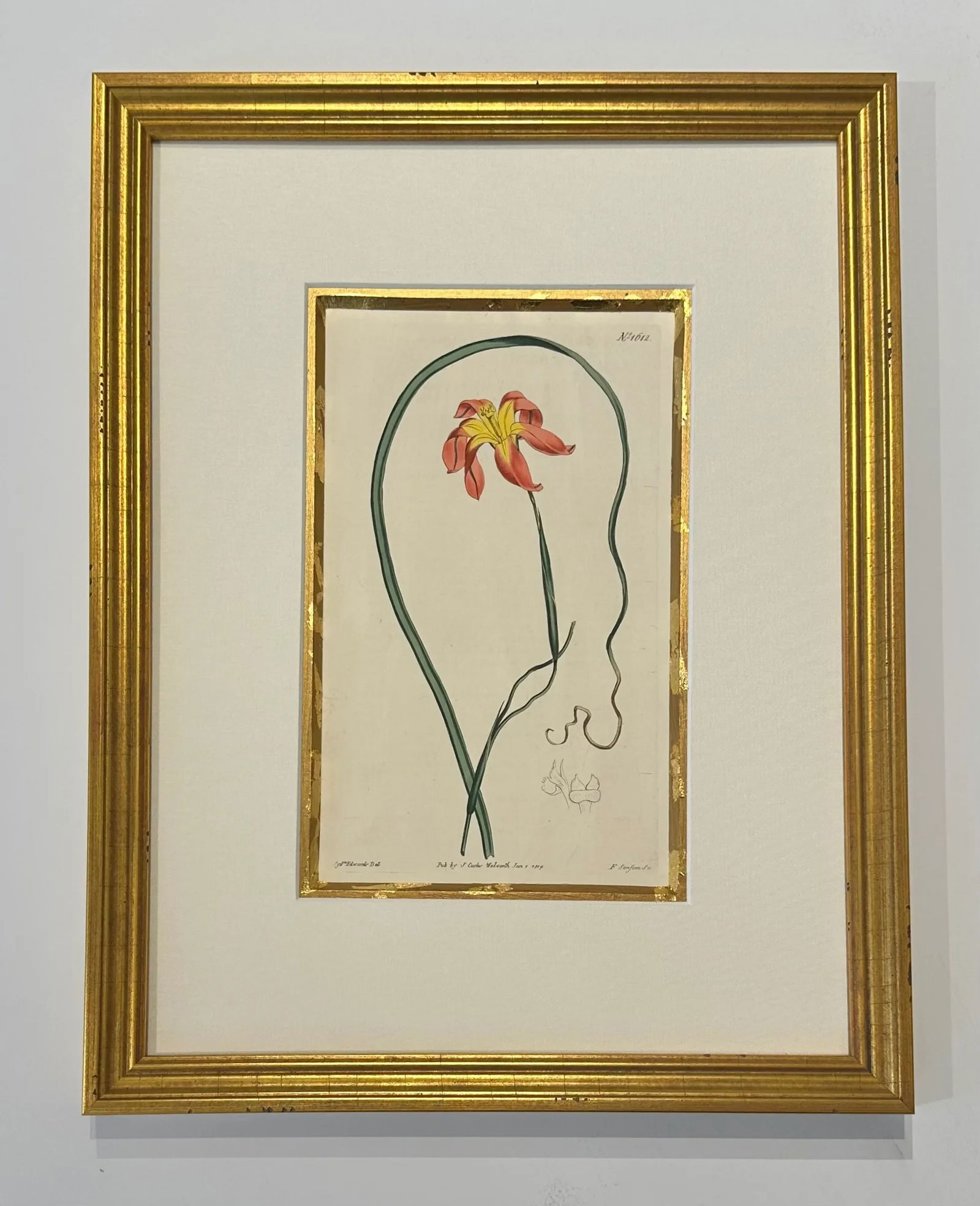 Botanical Set of 9 in Gold Leaf Gesso Mat by Curtis, 1842 (Framed) - 3