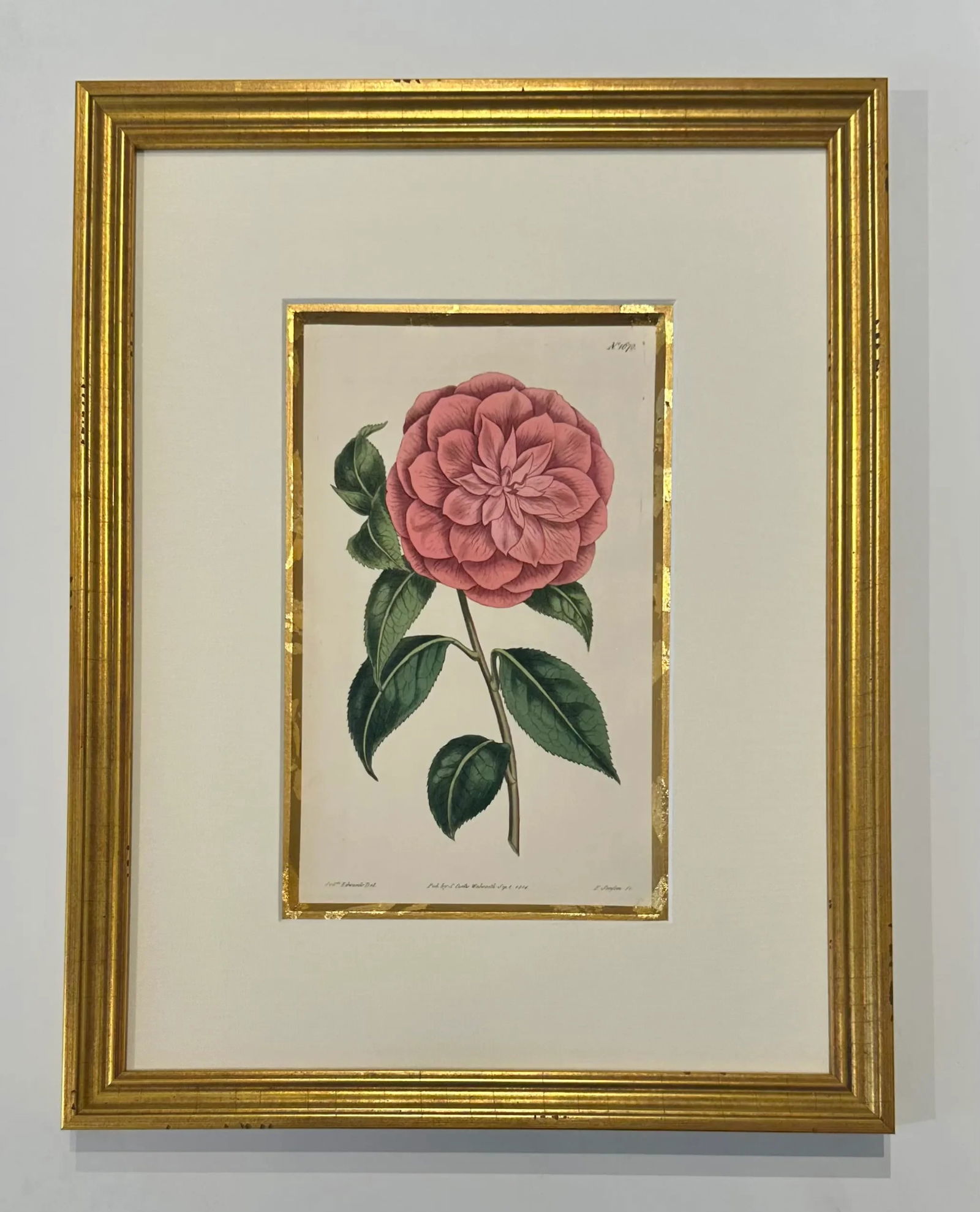Botanical Set of 9 in Gold Leaf Gesso Mat by Curtis, 1842 (Framed) - 4